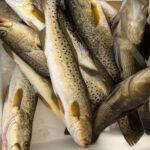 Trout caught fishing out of Econfina River on a charter.