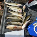 Successful day on Econfina River fishing charter with limit of trout and redfish