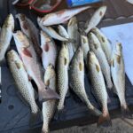 Speckled trout and redfish caught during an afternoon fishing charter near Econfina State Park in Florida's Big Bend, showcasing the bounty of Southern Escape Charters' guided trips.